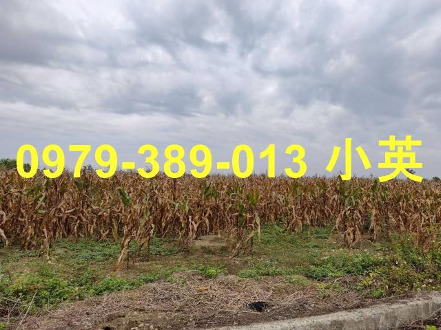 台南鹽水農地-4